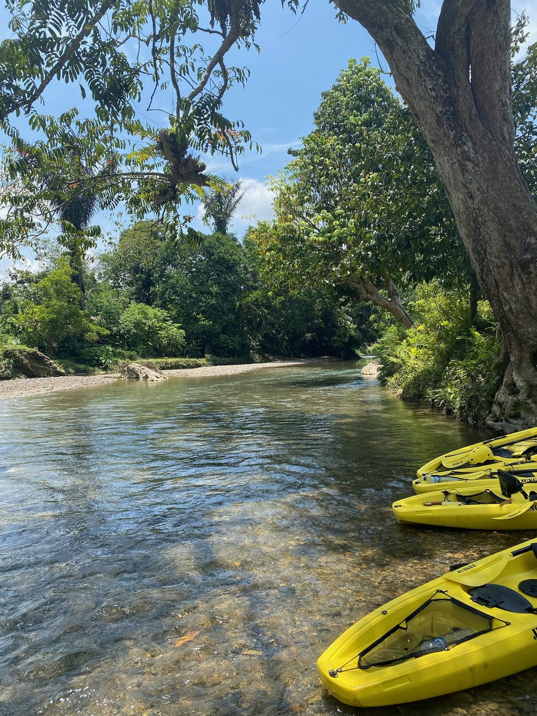 A line of yellow Jungle Kayak boats ready on the shore of the Landak River, jungle and dramatic sky behind