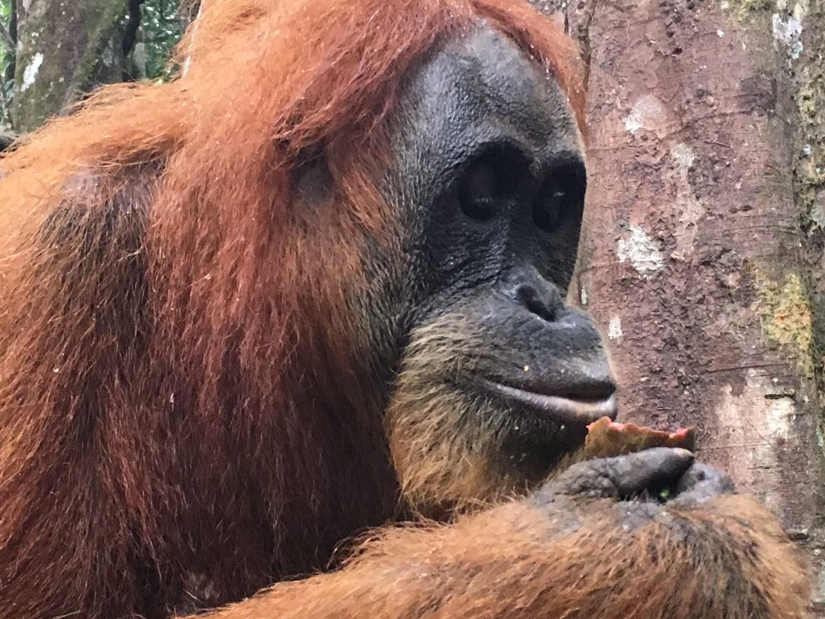 A Sumatran orangutan in the rainforest of Bukit Lawang — wildlife sometimes spotted along the way to the river